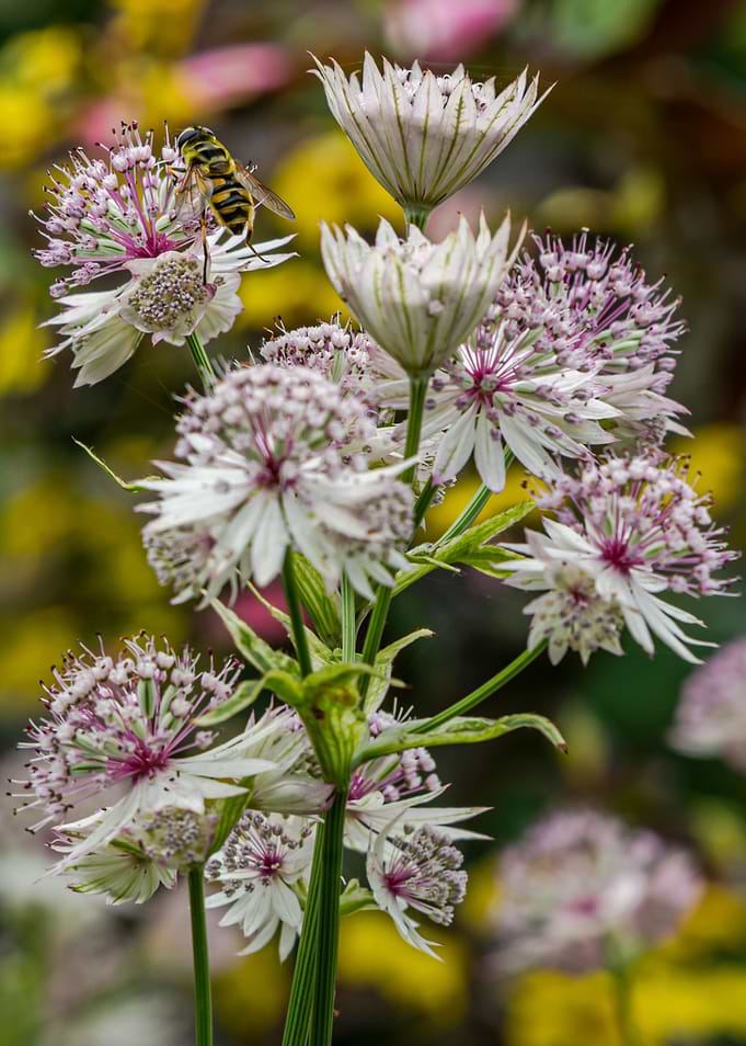 Flower And Bee 1