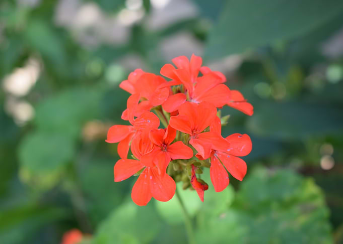 flores