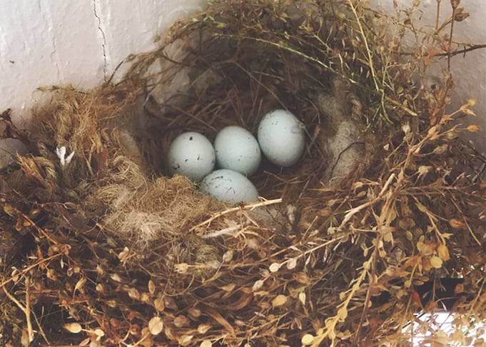Eggs in Spiral Nest
