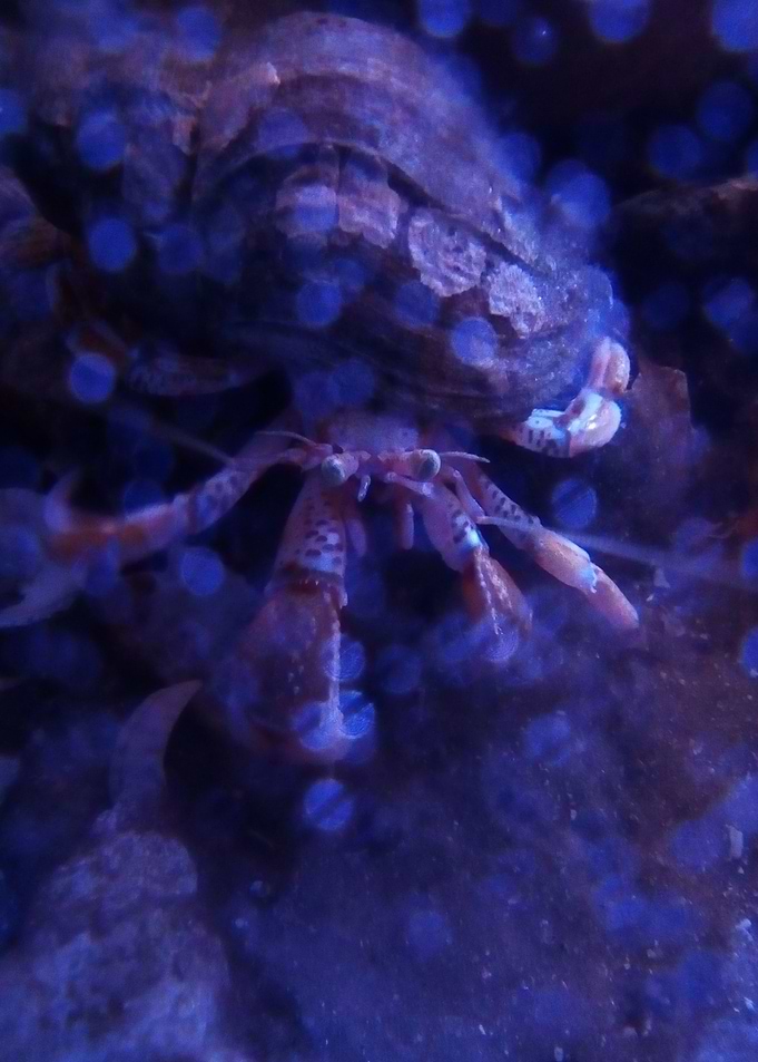 crab in shell