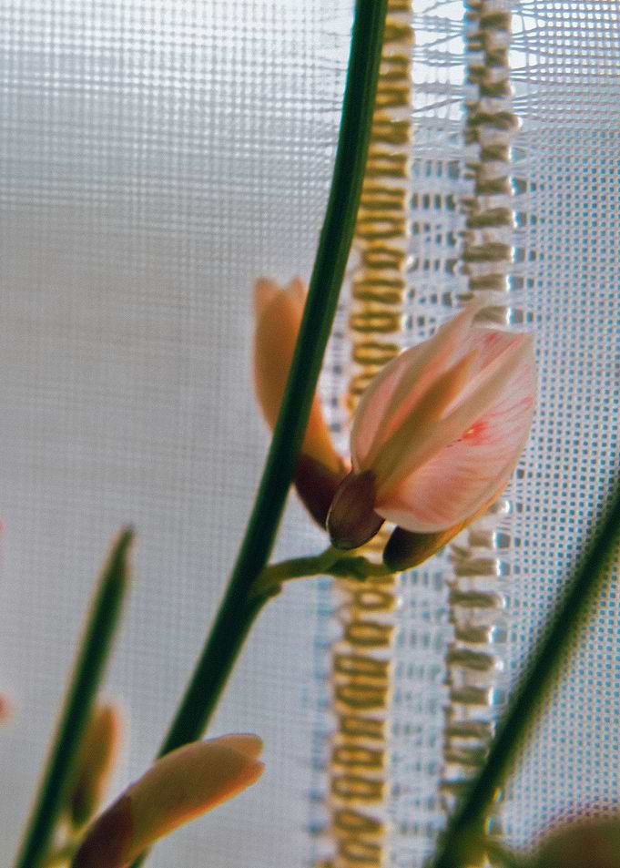 Trapped Flower