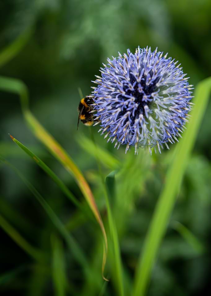 Flower And Bee 2