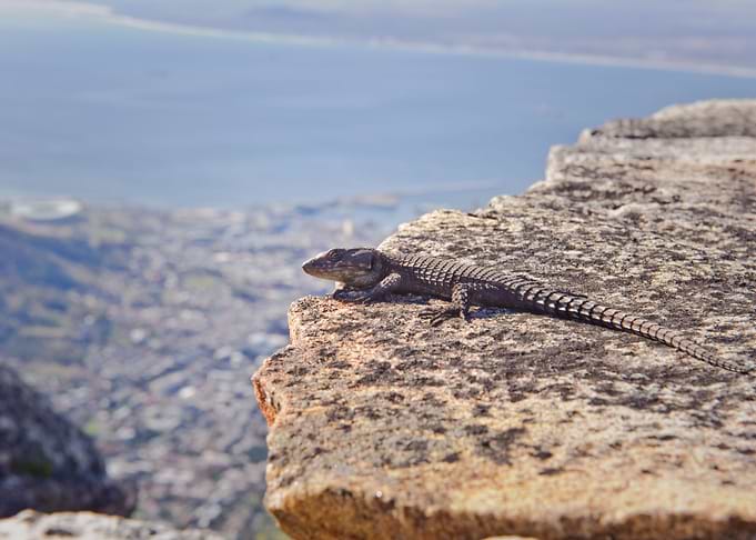 Reptile View