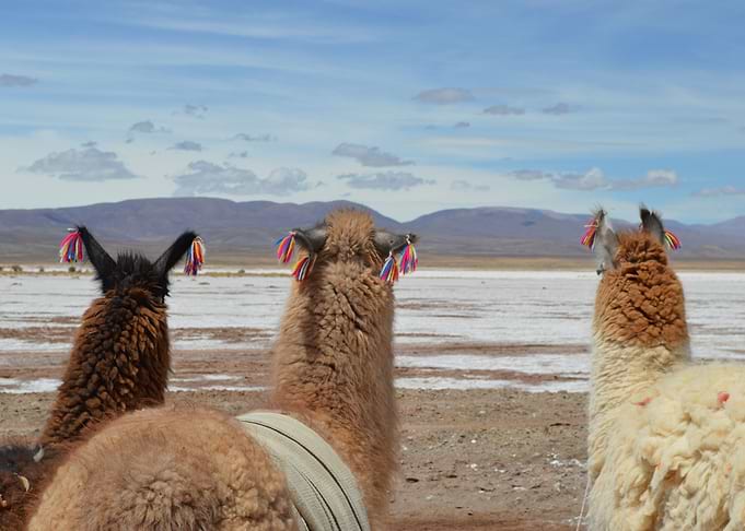 three cute lamas
