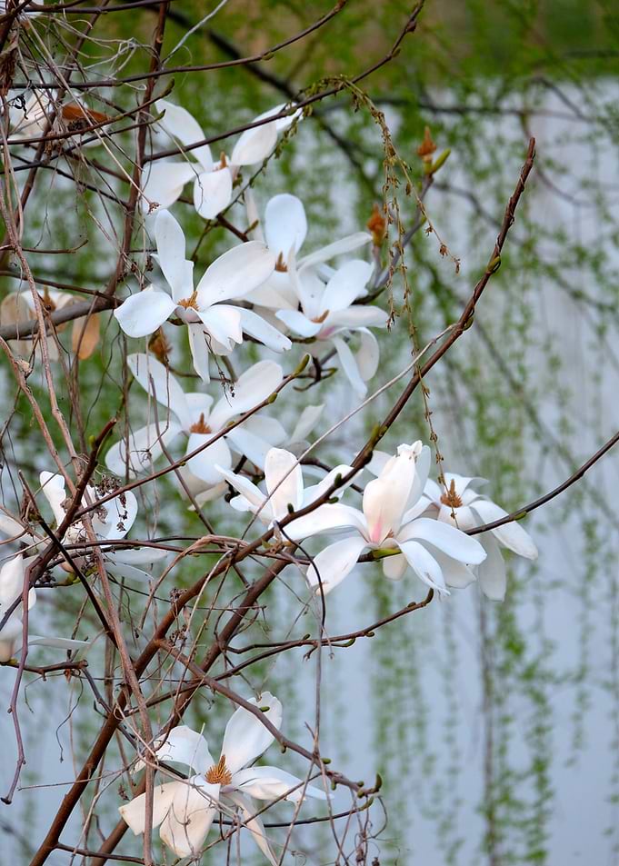 White Magnolia