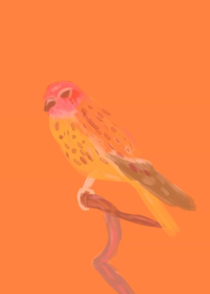 Hawk