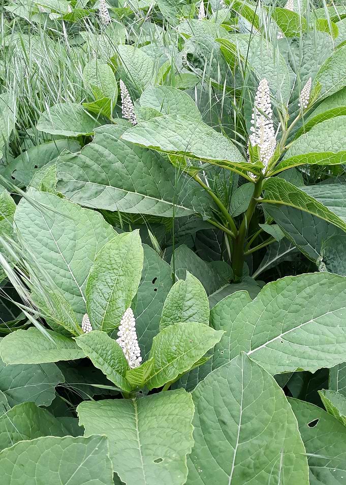 Green plants