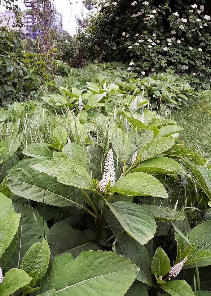 Garden wonder