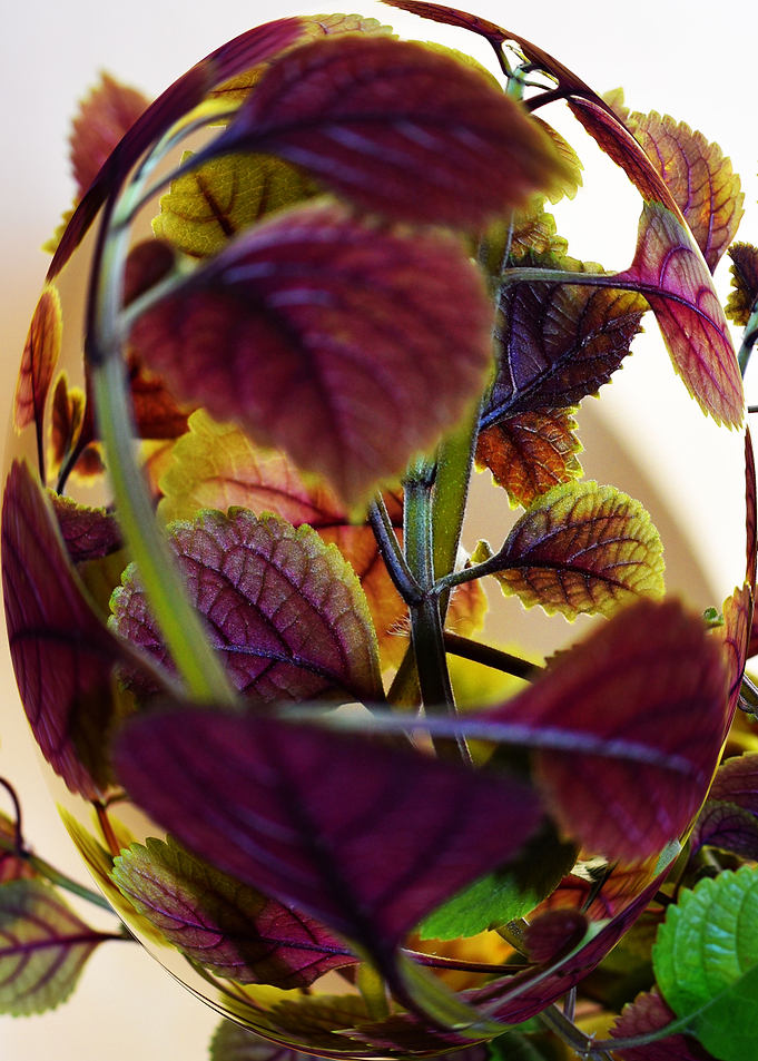 Leaves in bubble
