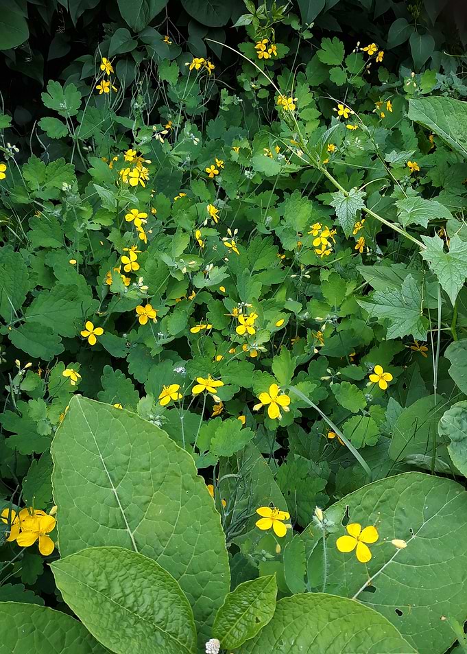 Yellow flowers