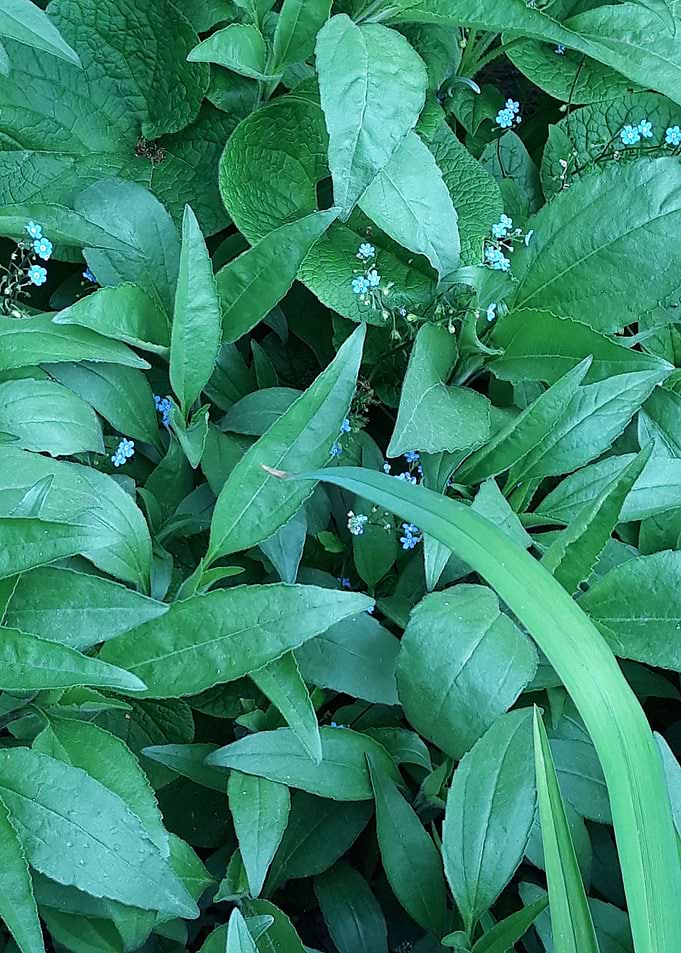 Emerald garden