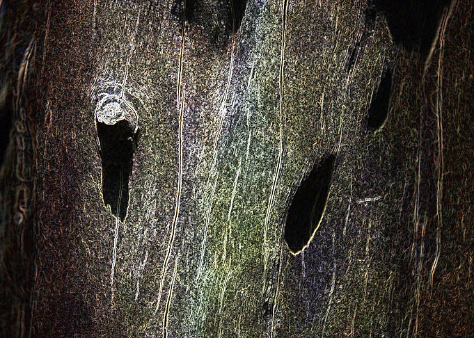 Tree bark