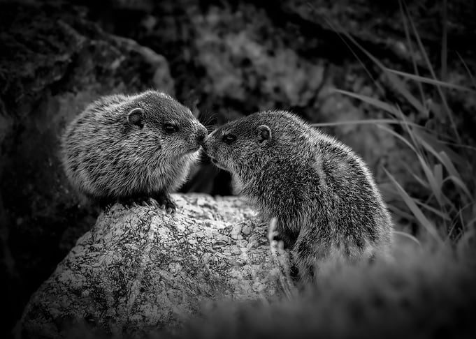 Rubbing Noses