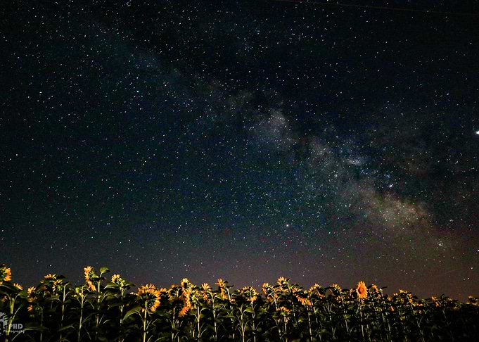 Sunflower fields