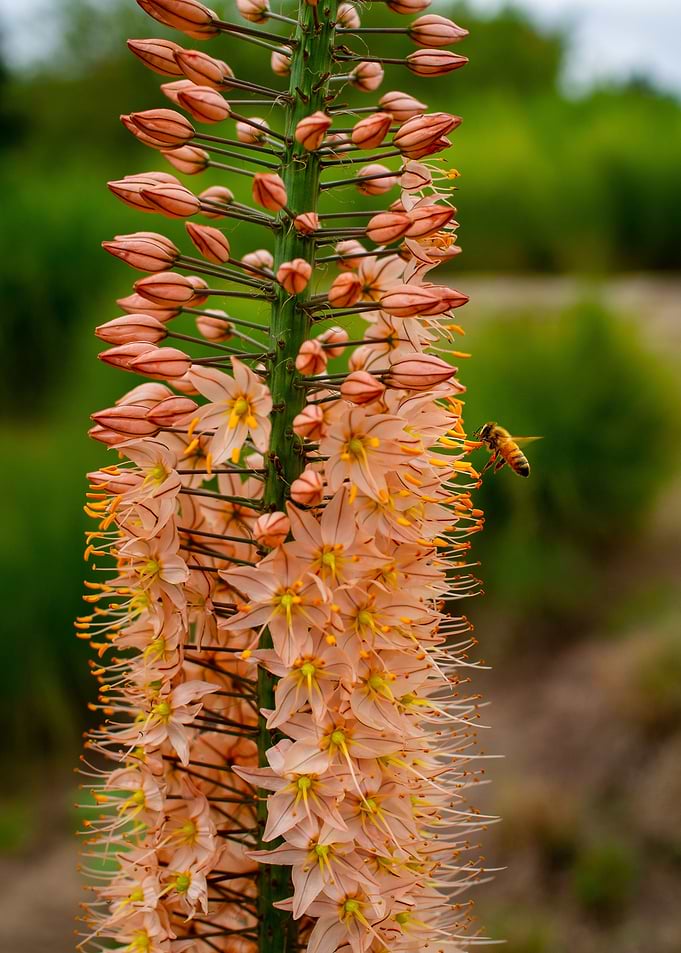 Visiting Honey Bee