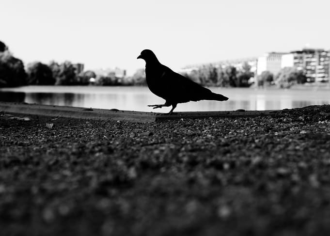 Pigeon