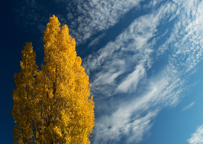 yellow and blue