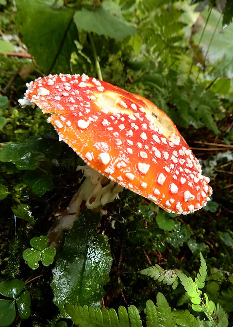 forest mushrooms