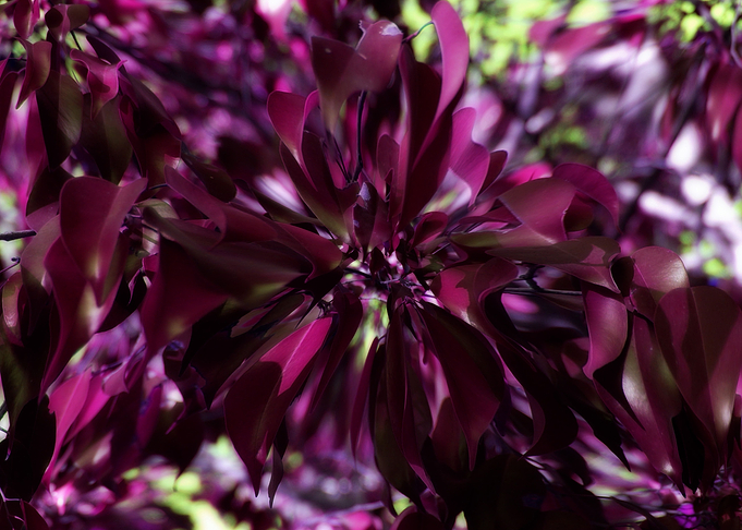 Colored leaves