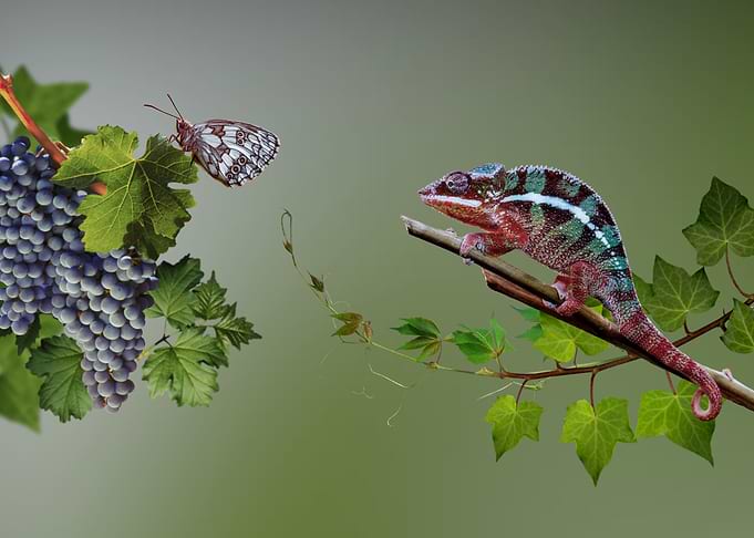 Intrigue Butterfly and ch