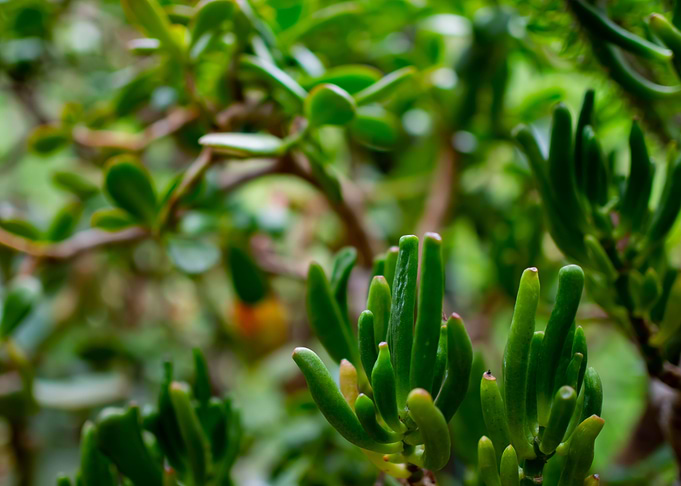 Succulent Tree