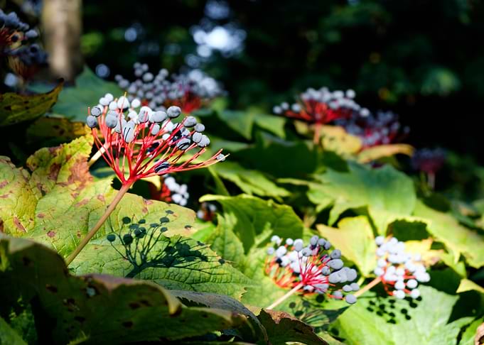 Botanical Garden Sweden