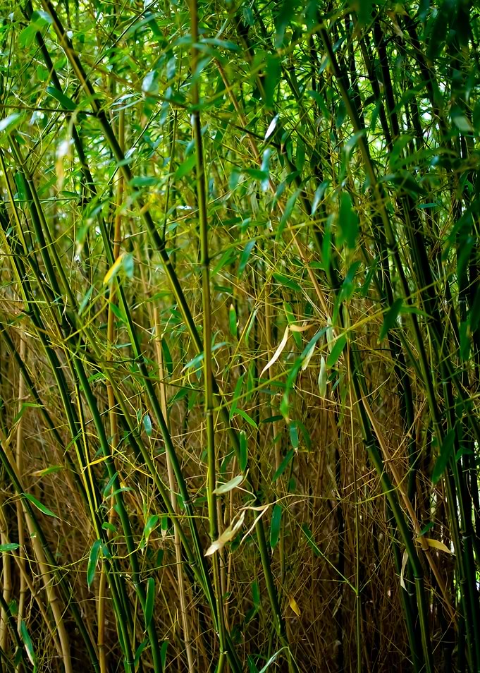 Bamboo Forest