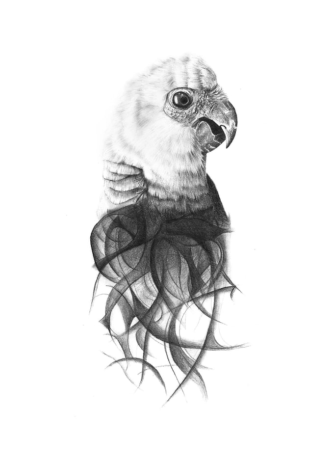 Spixs Macaw