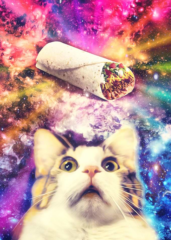 Burrito Cat