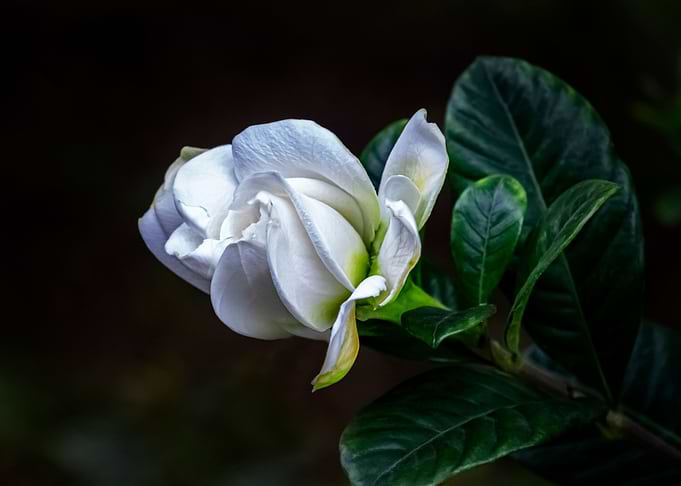 White rose