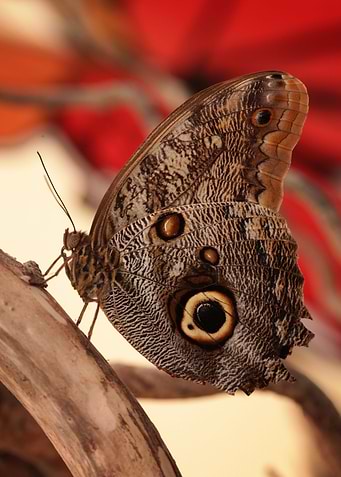 Exotic butterfly