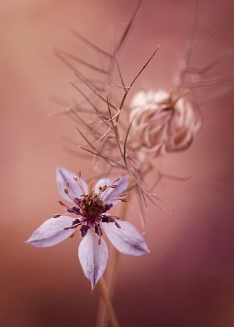 Nigella