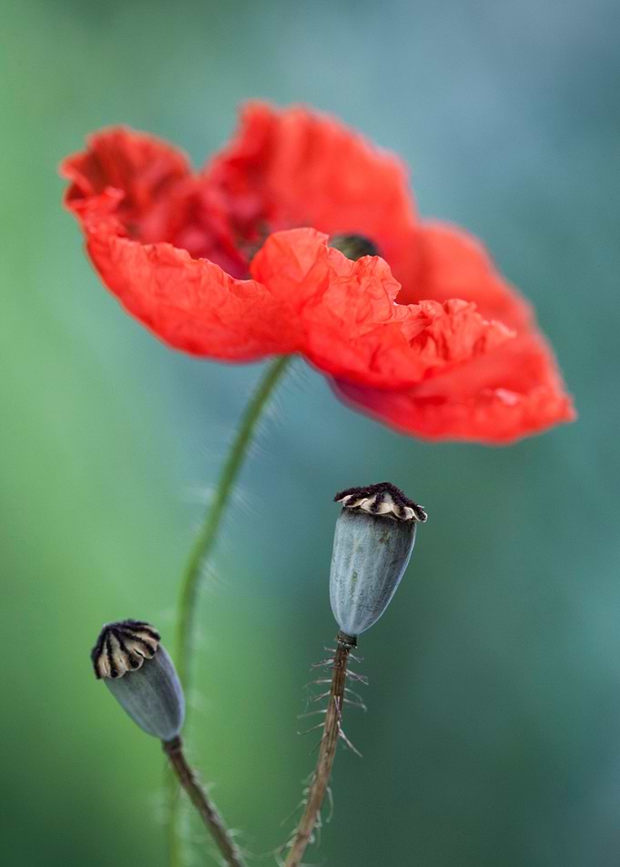 Poppies