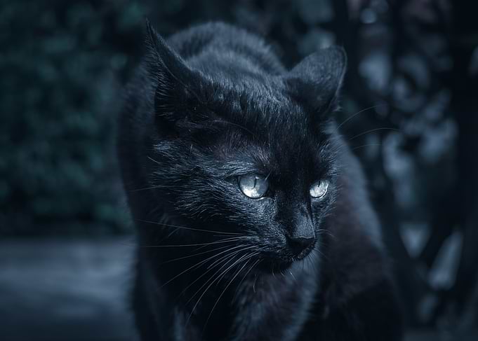 Predator