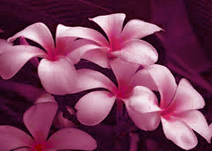 These petals from my plant