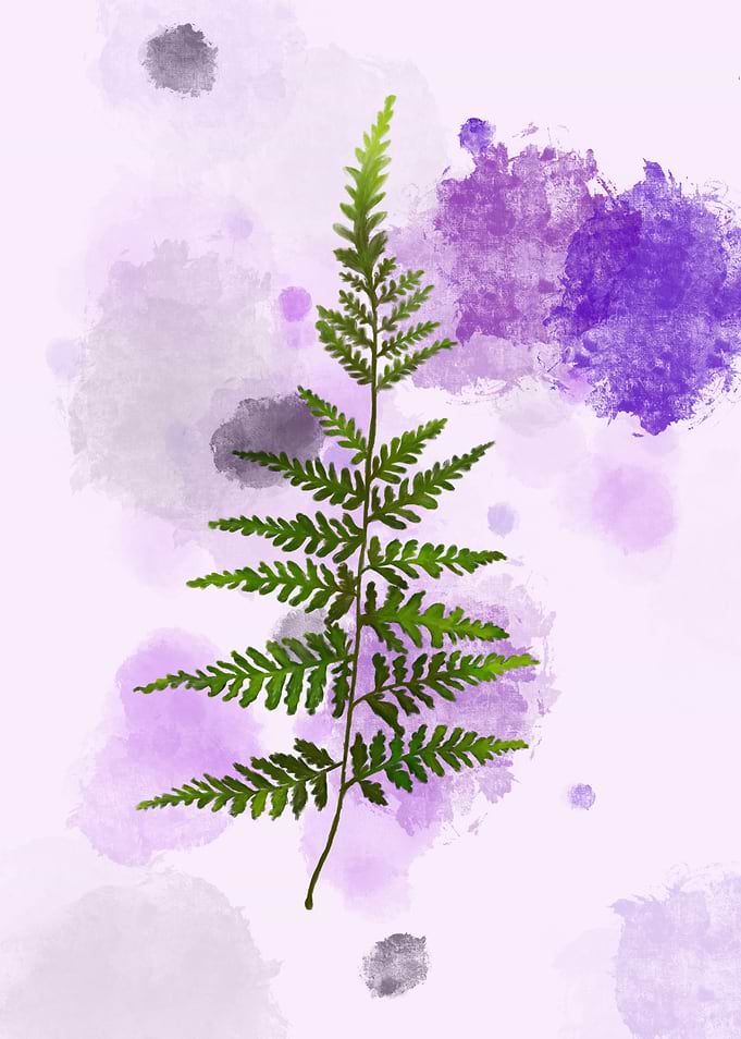 Fern