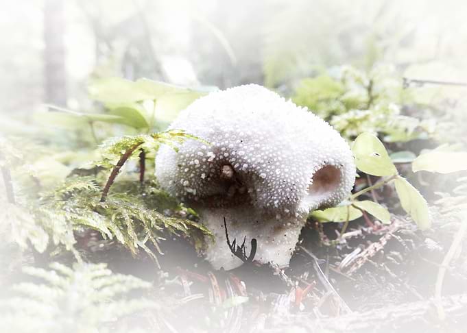mushrooms a soft touch