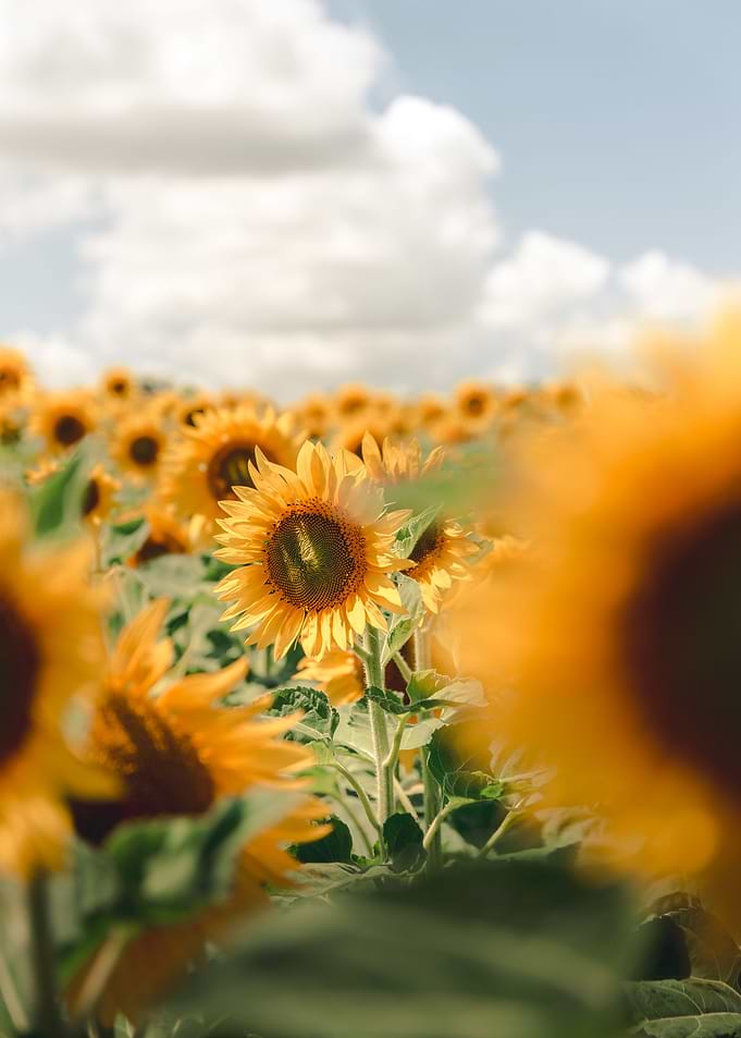 sun flower