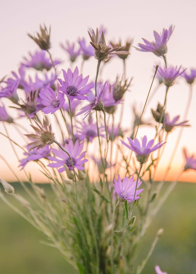 sunset flowers