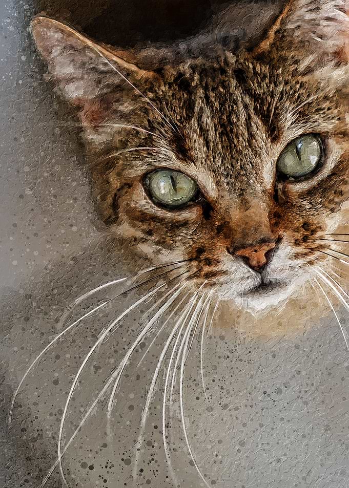 cat whiskers and big eyes