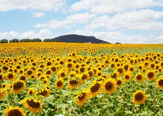 White house and sunflowers