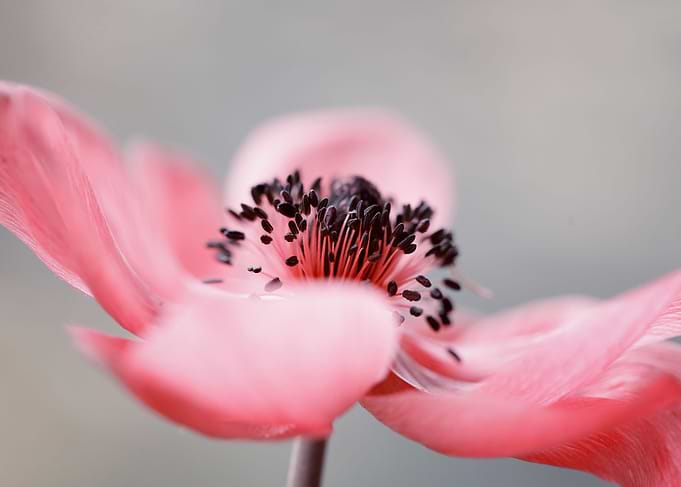 Anemone
