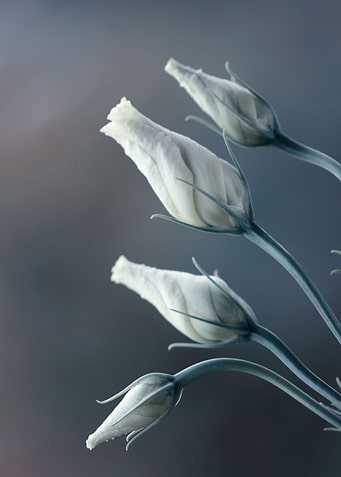 Eustoma