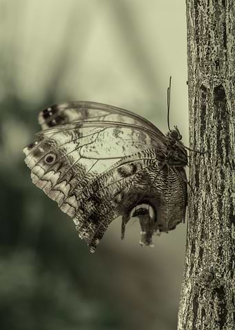 Exotic butterfly