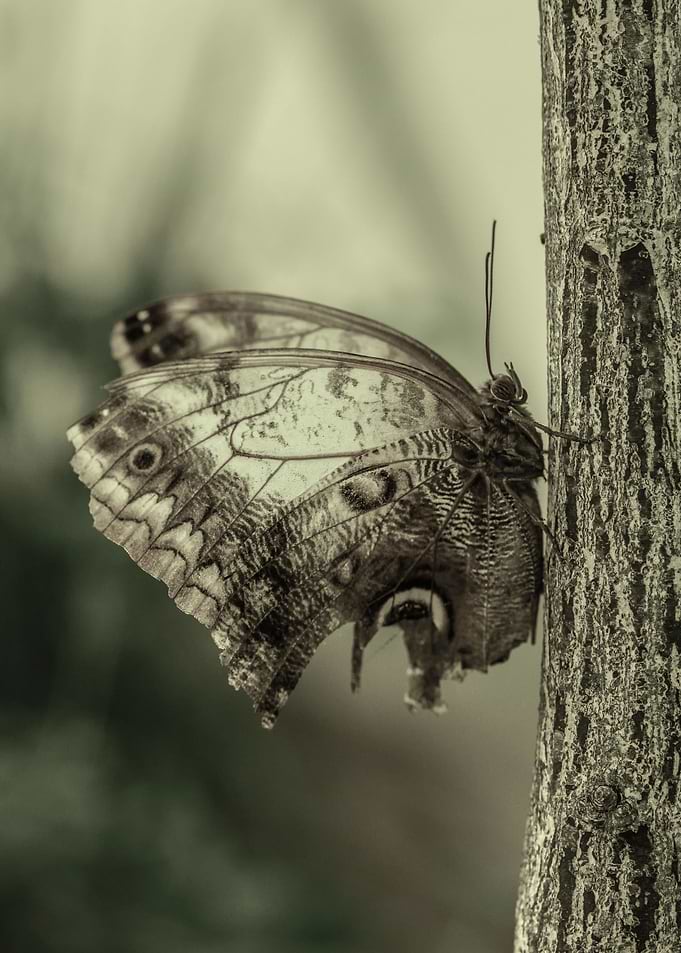 Exotic butterfly