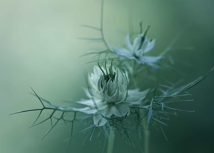 Nigella
