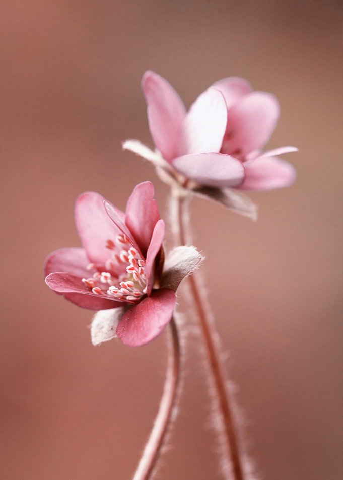 Beautiful pink flowers
