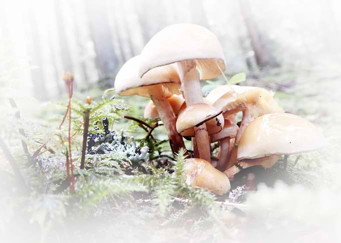 mushrooms a soft touch