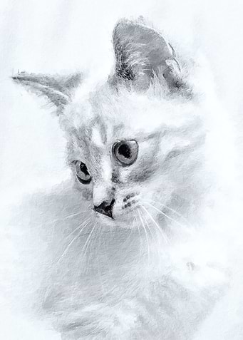 White cat painting