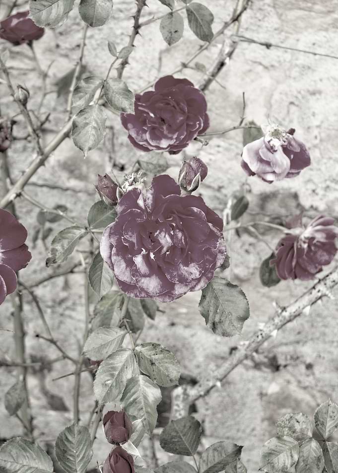 Soaked roses